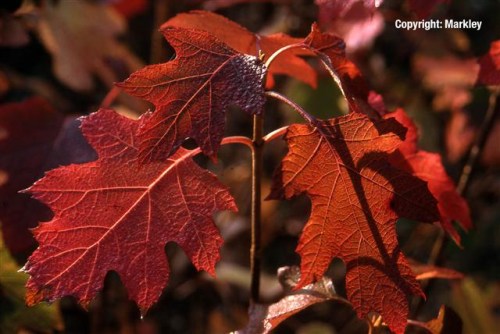 Hydrangea quercifolia