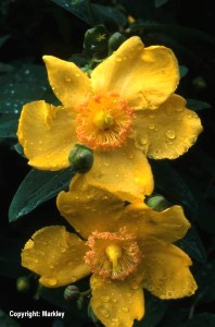 Hypericum 'Hidcote'