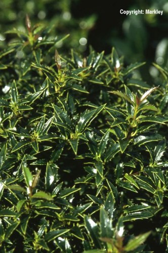 Ilex aquifolium 'Myrtifolia'