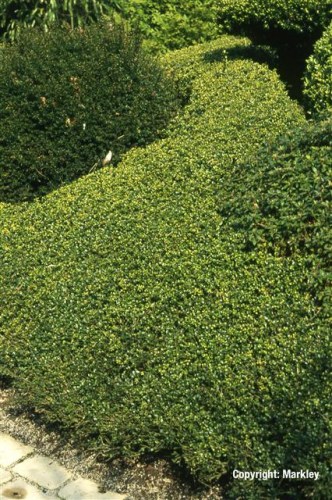 Ilex crenata 'Stokes'