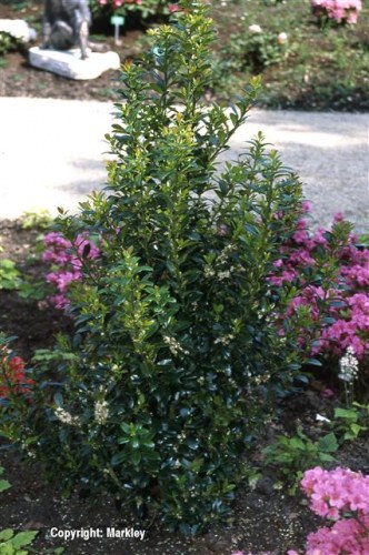 Ilex meserveae 'Heckenpracht'