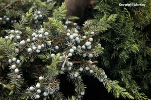 Juniperus conferta 'Slager'