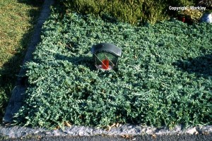 Juniperus horizontalis 'Glauca'