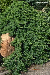 Juniperus procumbens 'Nana'