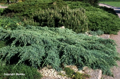 Juniperus squamata 'Blue Carpet'
