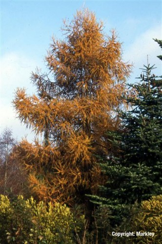 Larix decidua