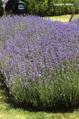 Lavandula in Sorten