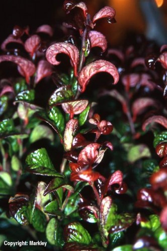 Leucothoe axillaris 'Curly Red'