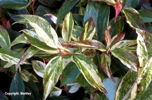 Leucothoe fontanesiana 'Rainbow'