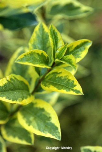Ligustrum ovalifolium 'Aureum'