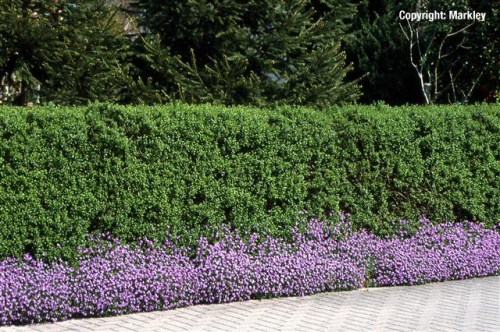 Ligustrum vulgare 'Atrovirens'