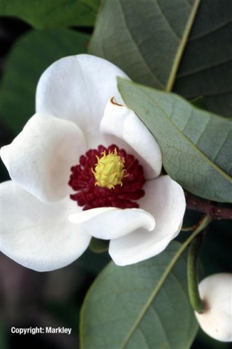 Magnolia sieboldii