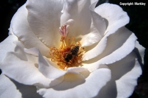 Rosa 'Margaret Merril' -R-