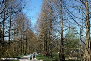 Metasequoia glyptostroboides