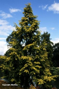 Metasequoia glyptostroboides 'Gold Rush'