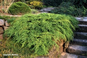 Microbiota decussata