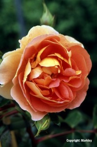 Rosa 'Pat Austin' -R-