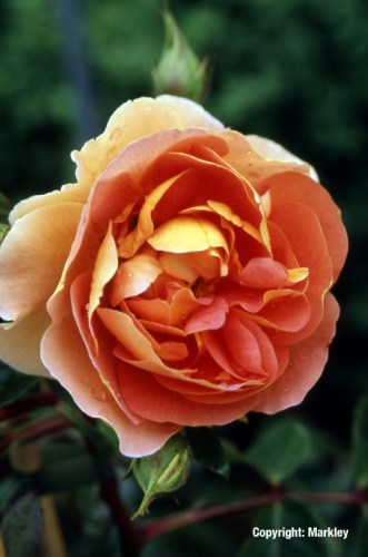 Rosa 'Pat Austin' -R-