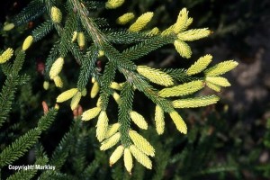 Picea orientalis 'Aurea'
