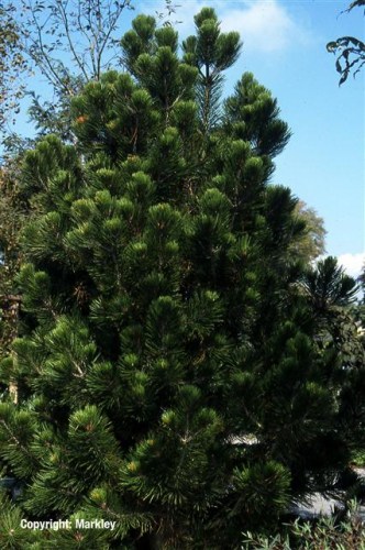 Pinus leucodermis
