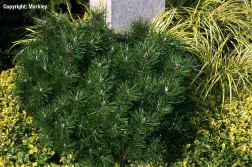 Pinus mugo 'Mops'