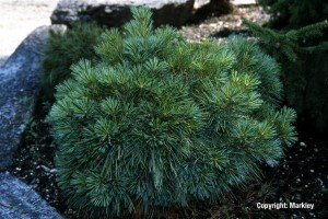 Pinus strobus 'Radiata'