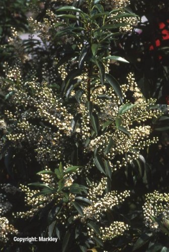 Prunus lusitanica