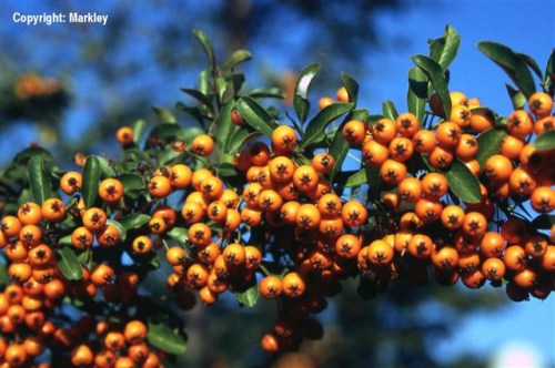 Pyracantha 'Orange Charmer'