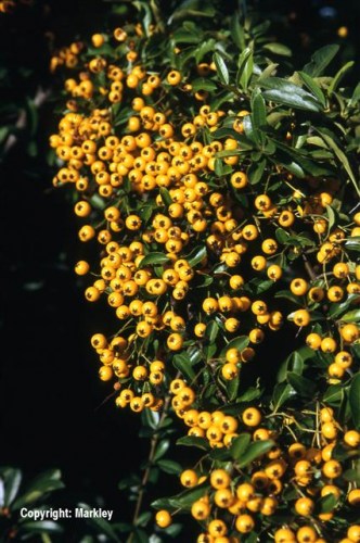Pyracantha 'Soleil d'Or'
