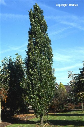 Quercus robur 'Fastigiata'