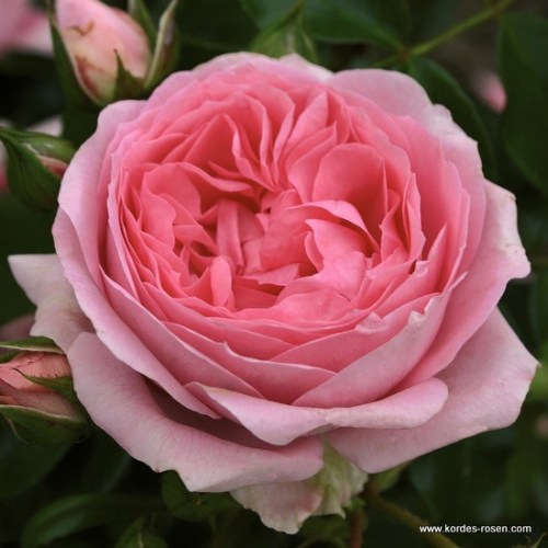 Rosa 'Rosenfee' -R-