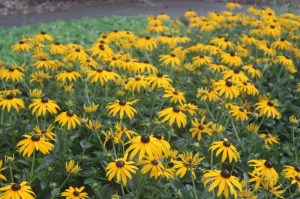 Rudbeckia 'Goldsturm'