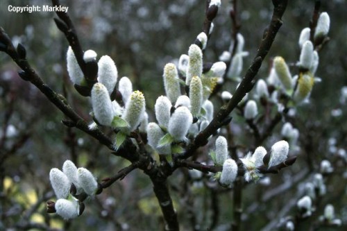 Salix hastata 'Wehrhahnii'