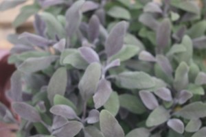 Keine Abbildung zugeordnet 