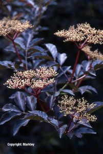 Sambucus nigra 'Black Beauty'