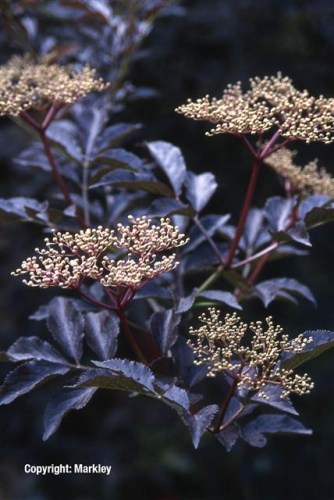 Sambucus nigra 'Black Beauty'