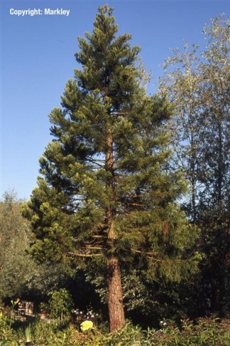 Sequoiadendron giganteum