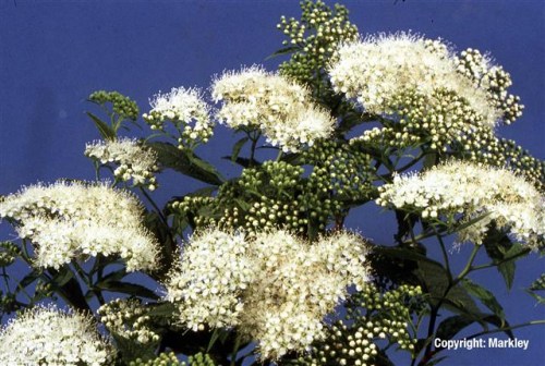 Spiraea albiflora