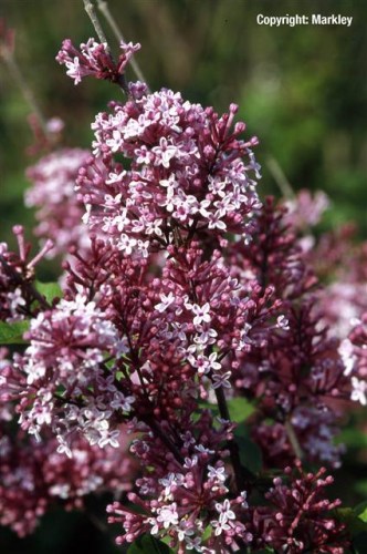 Syringa meyeri 'Josee'