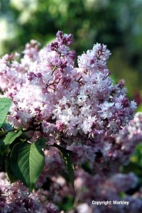 Syringa vulgaris 'Michael Buchner'