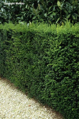 Taxus media 'Hicksii'