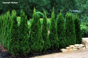Thuja occidentalis 'Smaragd'