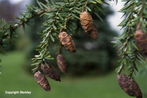 Tsuga canadensis