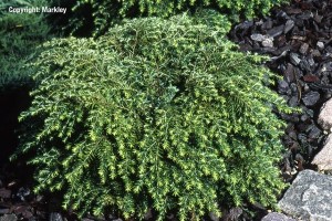 Tsuga canadensis 'Jeddeloh'