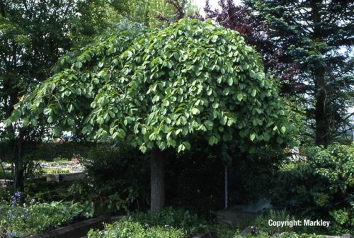 Ulmus glabra 'Pendula'