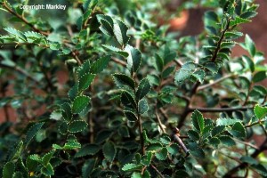 Ulmus parviflora 'Geisha'