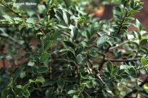 Ulmus parviflora 'Geisha'