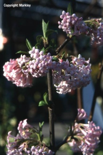 Viburnum bodnantense 'Charles Lamont'