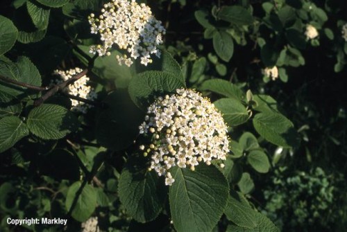 Viburnum lantana