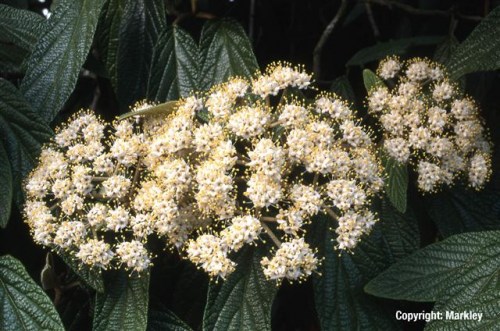 Viburnum rhytidophyllum